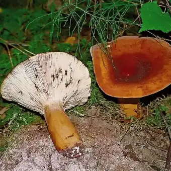 Piengrybis jautakis