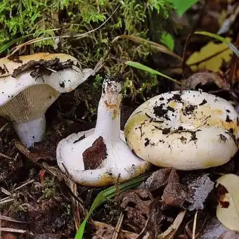 Fleecy Milkcap