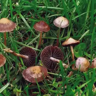 Pievinė mėšlinukė