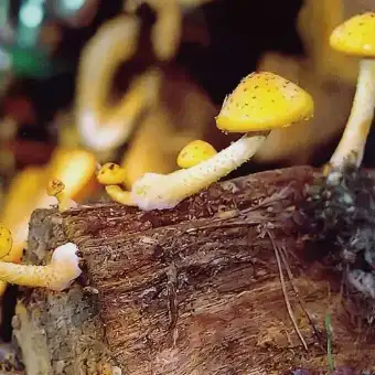 Wicked Scalycap
