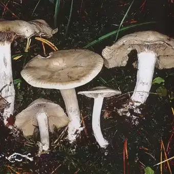 Graublättriger Trichterling