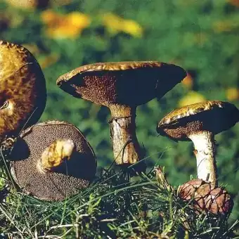 Grauer Lärchenröhrling
