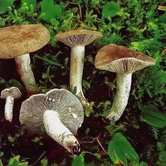 Lactario sin zonas