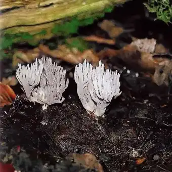 Grauer Korallenpilz
