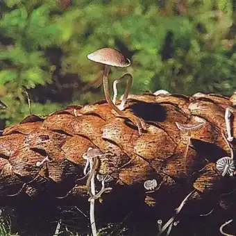 Beospora delle pigne