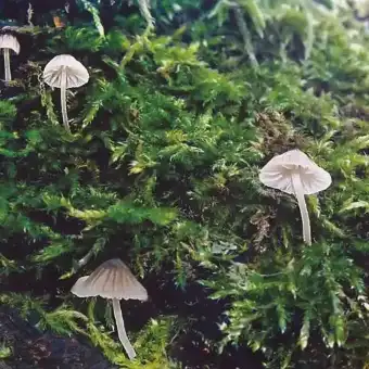 Micena invernale