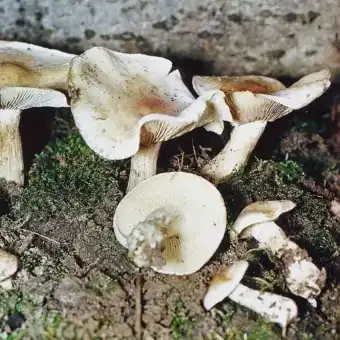 Lepista pardo grisácea
