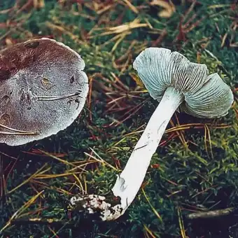 Tricoloma lanoso