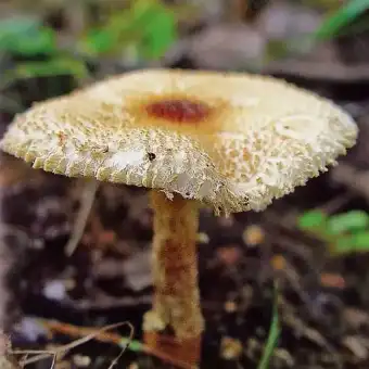 Pilvotasporė žvynabudėlė
