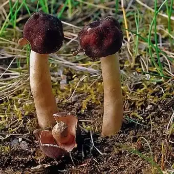 Verpa cónica