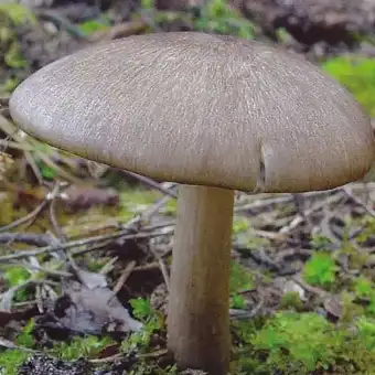 Breitblättriger Holzrübling