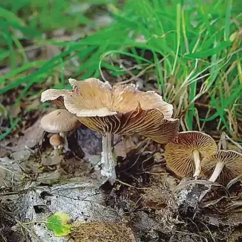Brennender Rübling
