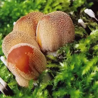 Pleiskanotasis mėšlagrybis