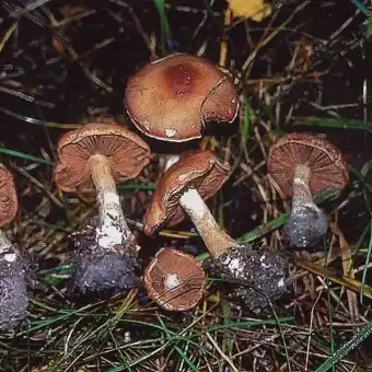 Паутинник шерстистый