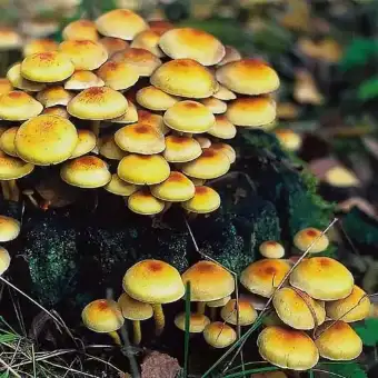Grünblättriger Schwefelkopf
