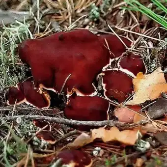 Rhizine ondulée