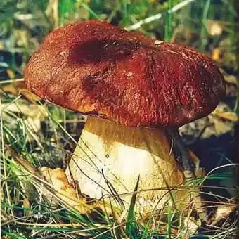 Kiefern-Steinpilz