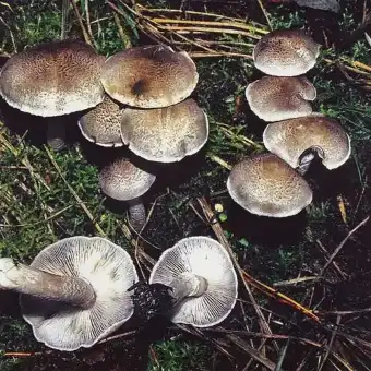 Raibasis baltikas