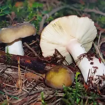 Сыроежка цельная (Russula integra)