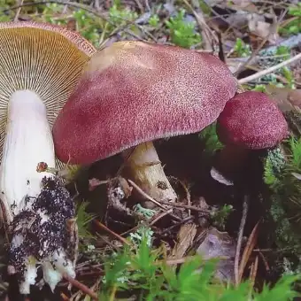 Tricoloma rutilante