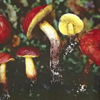 Boleto rubello