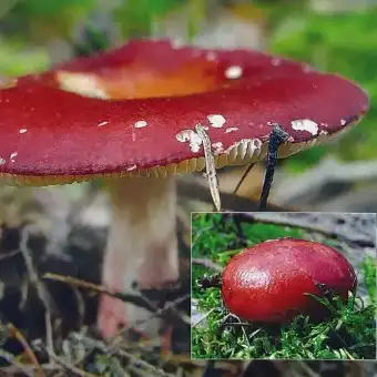 Сыроежка красноножковая (Russula rhodopoda)