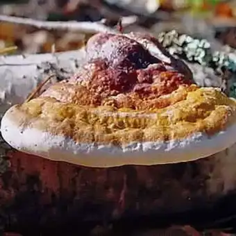 Rotrandiger Baumschwamm