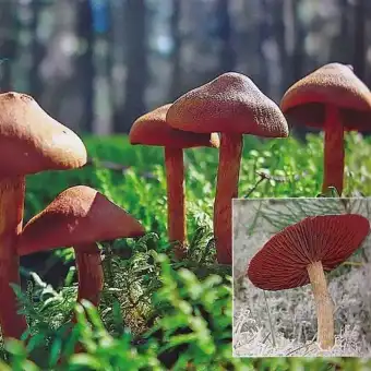 Blutblättriger Hautkopf
