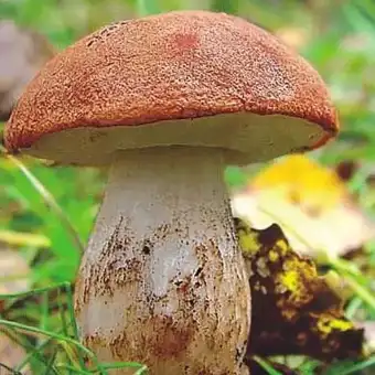 Porcinello rosso