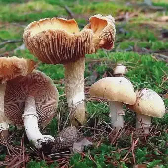 Reifpilz