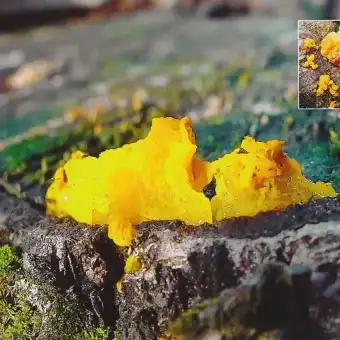 Yellow Brain