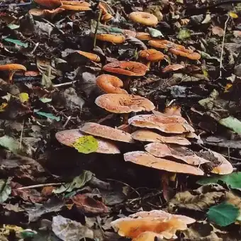 Fuchsiger Röteltrichterling