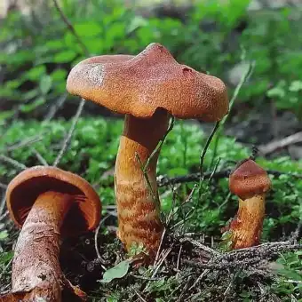Spitzgebuckelter Raukopf