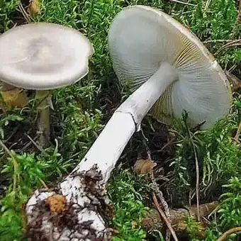 Amanita porfirea
