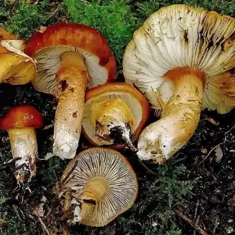 Limacelle glioderme