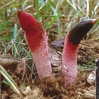 Mutinus de Ravenel