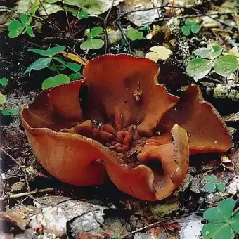 Kustrzebka brunatna