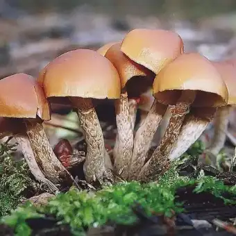 Herbst-Häubling