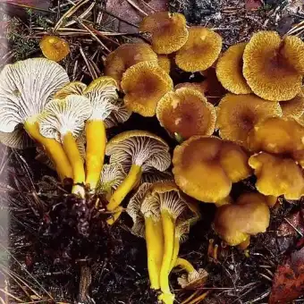 Chanterelle en tube