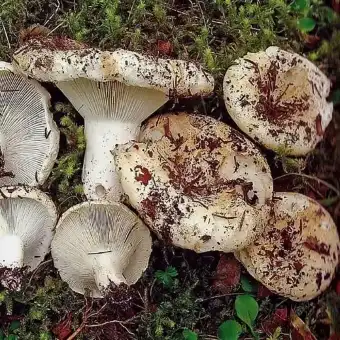 Blaublättriger Weißtäubling