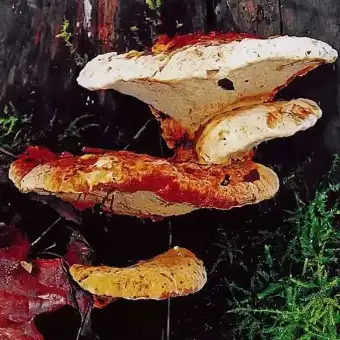 Polypore boréal
