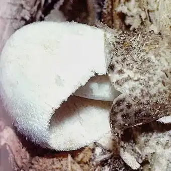 Volvariela sedosa