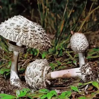 Parasol rojizo