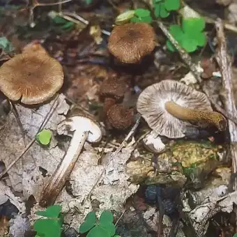 Inocibe lacerada