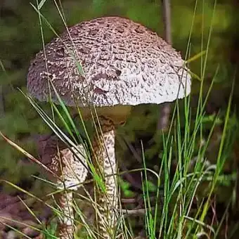 Stolt fjällskivling
