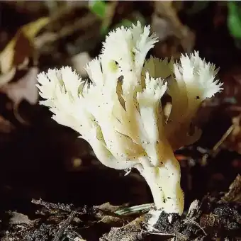 Clavaria crestada