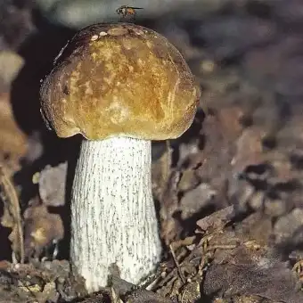 Hainbuchen-Raufuß