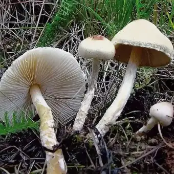 Lepiota clipeolaria