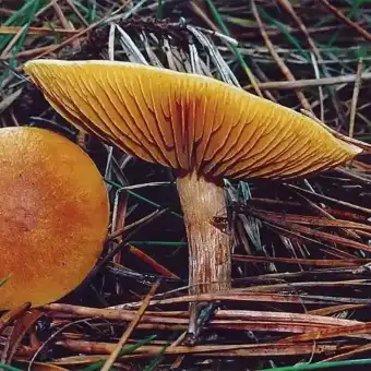 Gymnopile des sapins