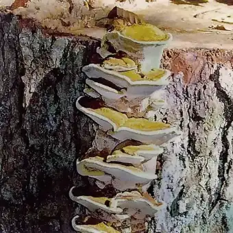 Spindulinis skylenis